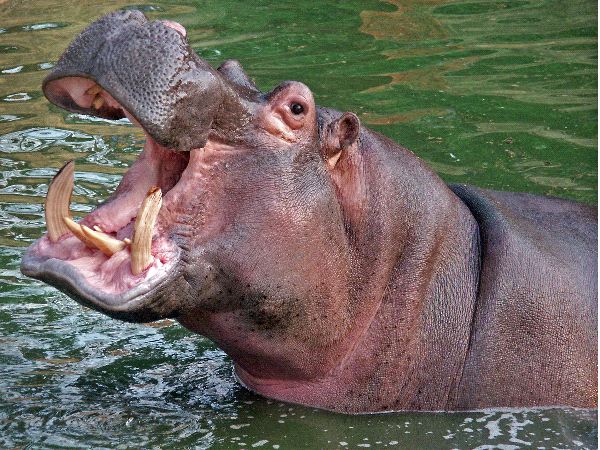 Hippopotamus and the Bloggess